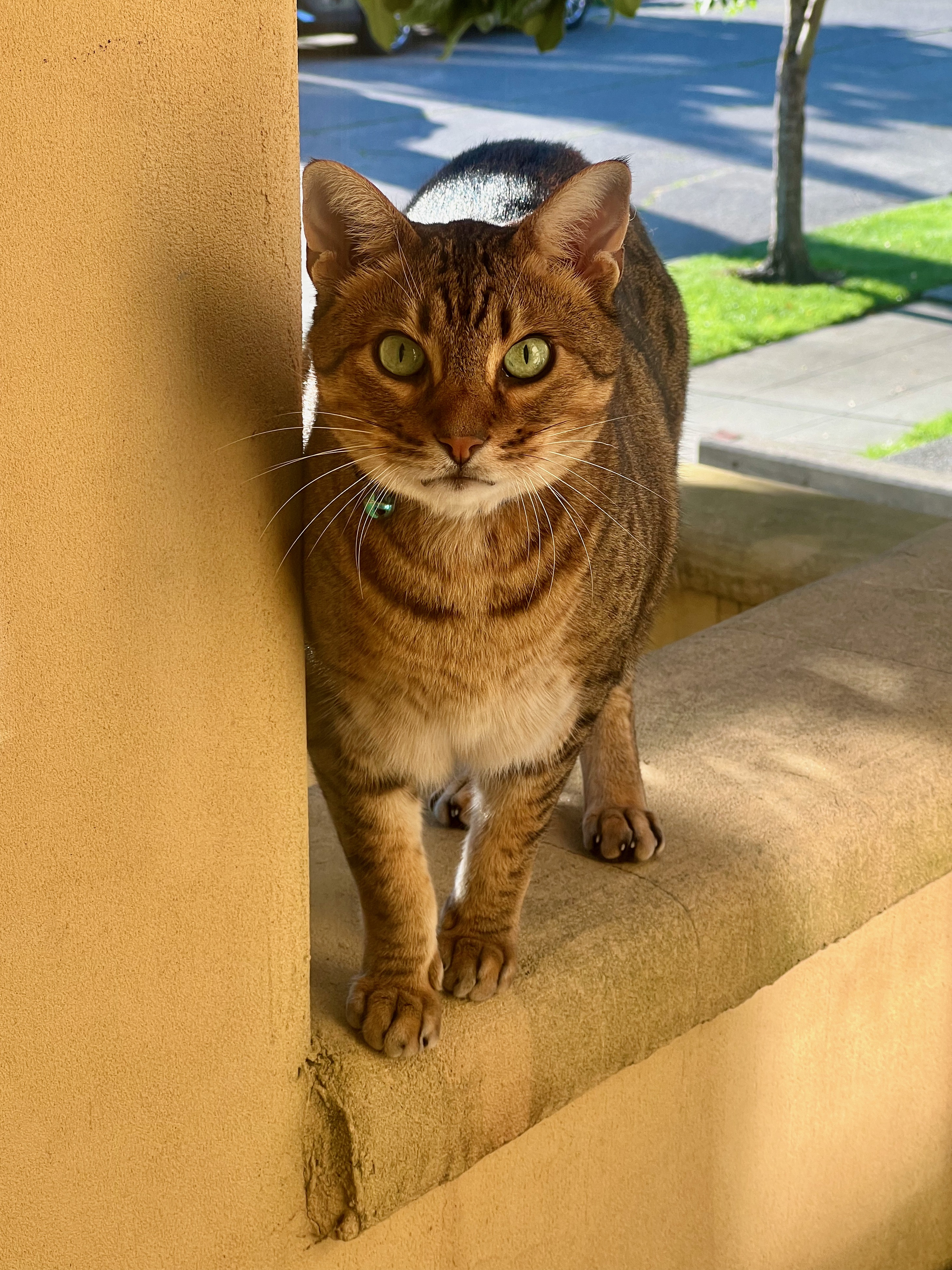 An ocicat with brown fur and green eyes stands on a yellow stucco banister and stares at the camera.